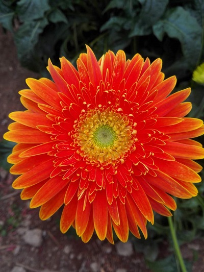 讓我的開放裝扮出絢麗的春天